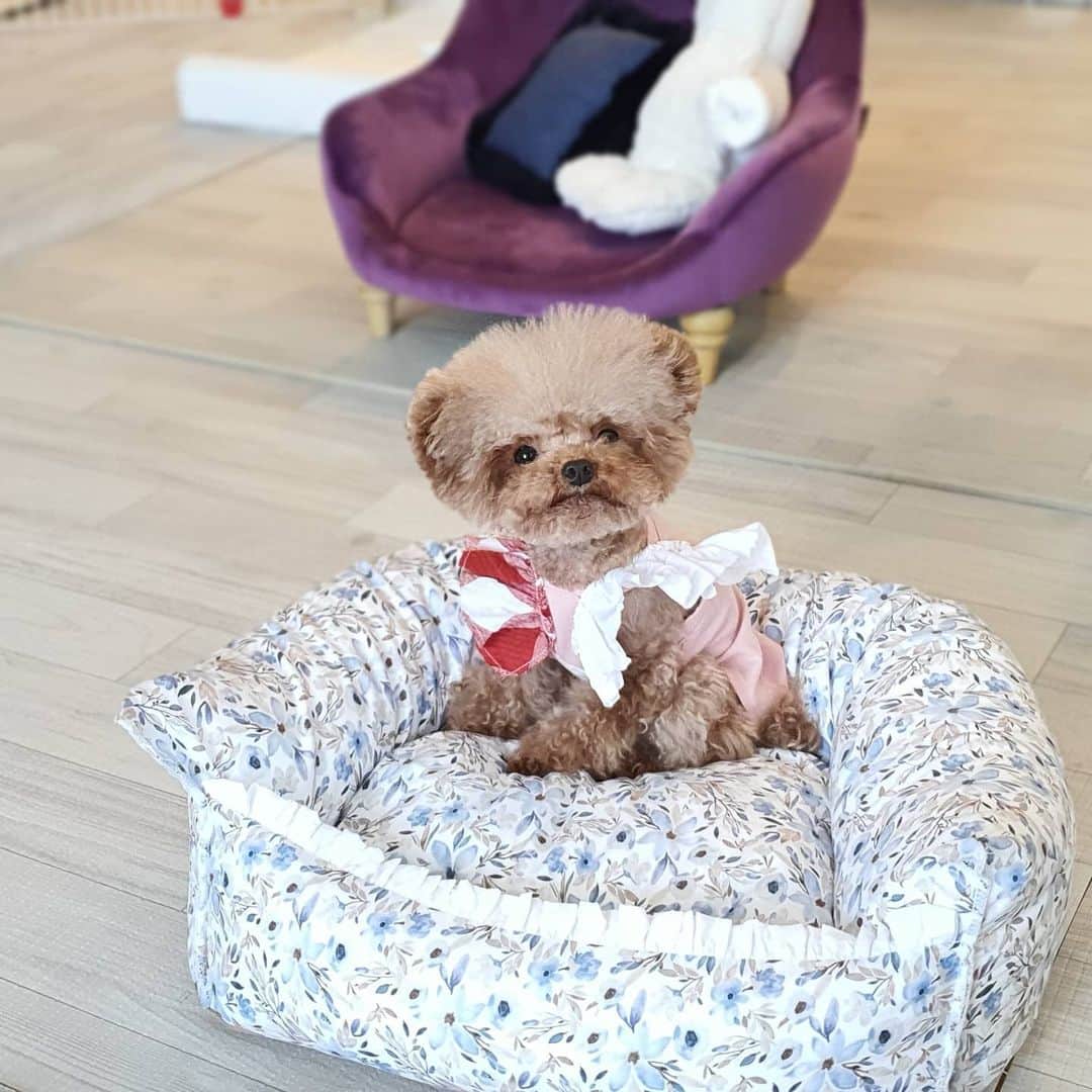 띠비비샤샤루루슈엘のインスタグラム