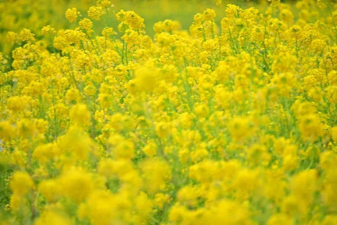 エイチ・アイ・エスのインスタグラム