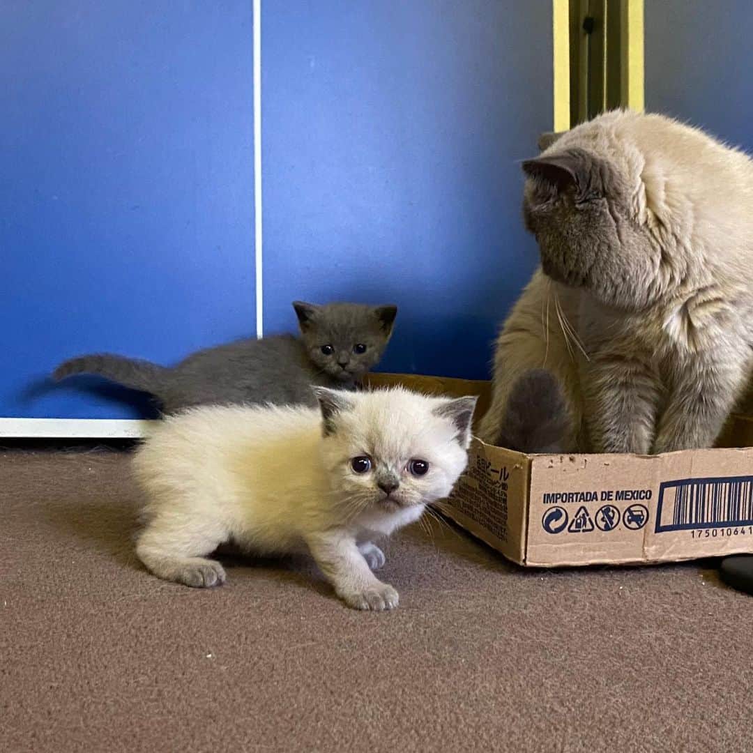 小鳥遊しほのインスタグラム：「もうすぐ人生で初めて猫がうちにきます。名前はおうどんとおそばです。うーちゃんとそばちゃんです。可愛すぎて泣きそうです。今日初めて箱(2枚目動画の)から出て外(箱から数メートルの床)を歩きました。たまらんのです。  おうどんとおそばのアカウントも作る予定です。なぜならきっと撮りすぎてしまうからです。はぁ、、、かわいい。  親猫の育ての親は親友チャック先生( @morichack )です。大切にするからねーーー！！！！！ #ねこ #おうどんとおそば」