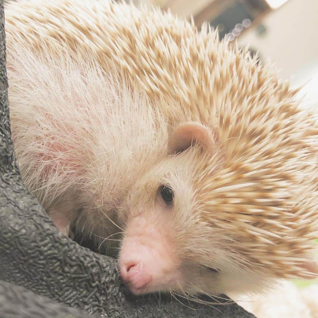 横野すみれさんのインスタグラム写真 - (横野すみれInstagram)「🦔🤍🦔🤍🦔🤍🦔﻿ ﻿ ﻿ ハリネズミカフェ🥰﻿ ﻿ ﻿ この間、しんしんと一緒に﻿ ﻿ ハリネズミちゃんに癒されました〜😚﻿ ﻿ ﻿ 初めて間近で見て未知との遭遇すぎた🧐笑﻿ ﻿ ﻿ トゲトゲもつぶらな瞳も愛おしい🦔◎﻿ ﻿ ﻿ 癒された〜〜〜〜。 手の中ですやすやしてたよ🦔﻿ ﻿ ﻿ #ハリネズミ #ハリネズミカフェ #横野すみれ #新澤菜央 #ハリネズミ動画 #動物カフェ」3月13日 20時59分 - yokono_sumire