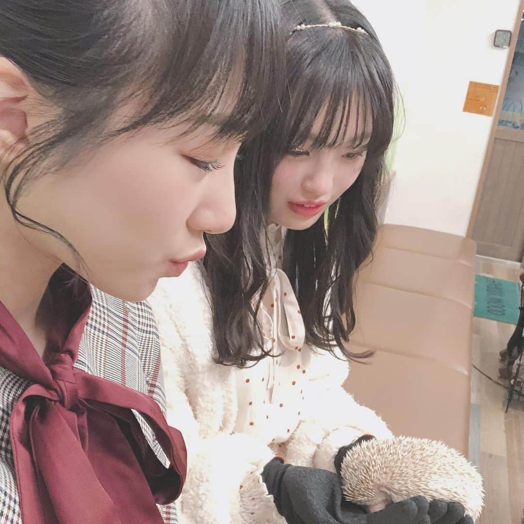 横野すみれさんのインスタグラム写真 - (横野すみれInstagram)「🦔🤍🦔🤍🦔🤍🦔﻿ ﻿ ﻿ ハリネズミカフェ🥰﻿ ﻿ ﻿ この間、しんしんと一緒に﻿ ﻿ ハリネズミちゃんに癒されました〜😚﻿ ﻿ ﻿ 初めて間近で見て未知との遭遇すぎた🧐笑﻿ ﻿ ﻿ トゲトゲもつぶらな瞳も愛おしい🦔◎﻿ ﻿ ﻿ 癒された〜〜〜〜。 手の中ですやすやしてたよ🦔﻿ ﻿ ﻿ #ハリネズミ #ハリネズミカフェ #横野すみれ #新澤菜央 #ハリネズミ動画 #動物カフェ」3月13日 20時59分 - yokono_sumire