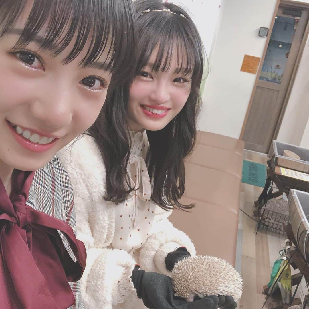 横野すみれさんのインスタグラム写真 - (横野すみれInstagram)「🦔🤍🦔🤍🦔🤍🦔﻿ ﻿ ﻿ ハリネズミカフェ🥰﻿ ﻿ ﻿ この間、しんしんと一緒に﻿ ﻿ ハリネズミちゃんに癒されました〜😚﻿ ﻿ ﻿ 初めて間近で見て未知との遭遇すぎた🧐笑﻿ ﻿ ﻿ トゲトゲもつぶらな瞳も愛おしい🦔◎﻿ ﻿ ﻿ 癒された〜〜〜〜。 手の中ですやすやしてたよ🦔﻿ ﻿ ﻿ #ハリネズミ #ハリネズミカフェ #横野すみれ #新澤菜央 #ハリネズミ動画 #動物カフェ」3月13日 20時59分 - yokono_sumire