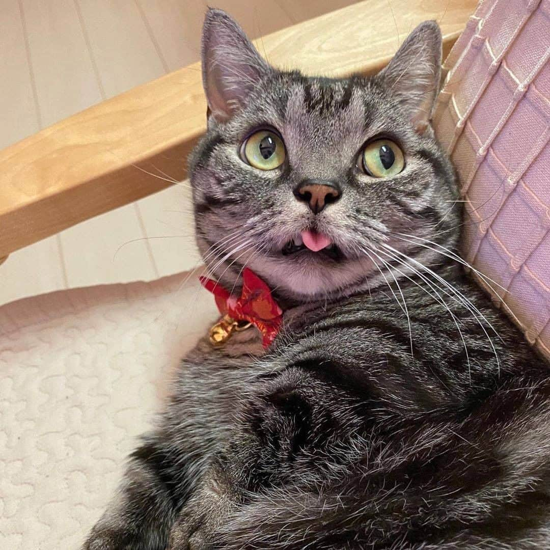 PECOねこ部さんのインスタグラム写真 - (PECOねこ部Instagram)「. 「てへぺろ👅✨」 #飼い主さんのお隣に #座っていた銀君🐈 #ふと見てみたら #このお顔に😛💗 #お茶目で可愛いね😍 #グルーミングでもしてたのかな❓😚 #regram：@niko.o_o.niko  素敵な写真を投稿してくださったのは… @niko.o_o.niko さん 他にも素敵なお写真がたくさんあるので、ぜひ遊びに行ってみてください！  #ペコねこ部 をつけて投稿すると… PECOで楽しくご紹介させていただきます😋  #ねこ #猫 #ネコ #ねこ部 #にゃんこ #かわいい #cat #cats #catsofinstagram #cats_of_instagram #catstagram #kawaii #meow #catlover #マンチカン #舌 #ペロ #ぺろりんちょ #munchkin #munchkincat」3月13日 21時00分 - pecocats