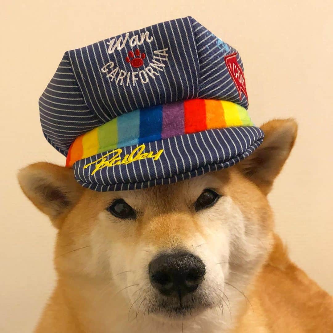 マロたんのインスタグラム：「Your life is brilliant like a rainbow. キリッ🌈 帽子に見せかけたおもちゃ…なんで毎回 #ドギボ のおもちゃはぶっ飛んでるんだろう #褒め言葉 #毎回ビクンビクン #ドギボ  #doggybox  @doggybox_jp」
