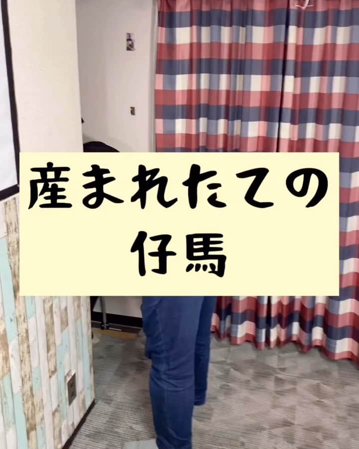 たいゆうきのインスタグラム：「タイの 動物あるあるモノマネ 「産まれたての仔馬」  #タイ動物 #動物 #あるある #ものまね  #馬 #感動 #ひとり立ち  #牧場 #仔馬」