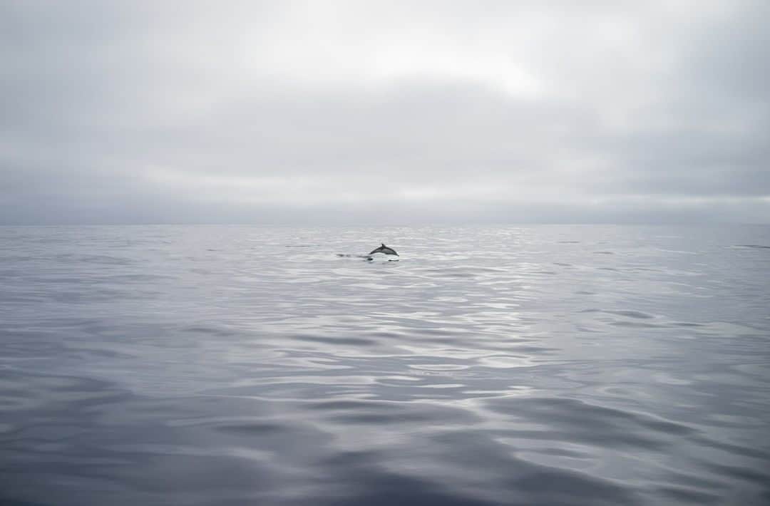 National Geographic Travelさんのインスタグラム写真 - (National Geographic TravelInstagram)「Photo by @steven_gnam | A dolphin punctuates a gray day off the coast of Southern California. #dolphin #Pacific」3月13日 21時08分 - natgeotravel