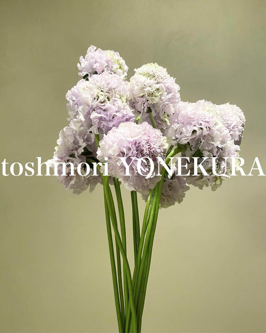 米倉利紀さんのインスタグラム写真 - (米倉利紀Instagram)「flower of this week: scabiosa #男花 #花のある生活 #花言葉悲しい😜 #スカビオサ」3月13日 21時15分 - toshi_yonekura