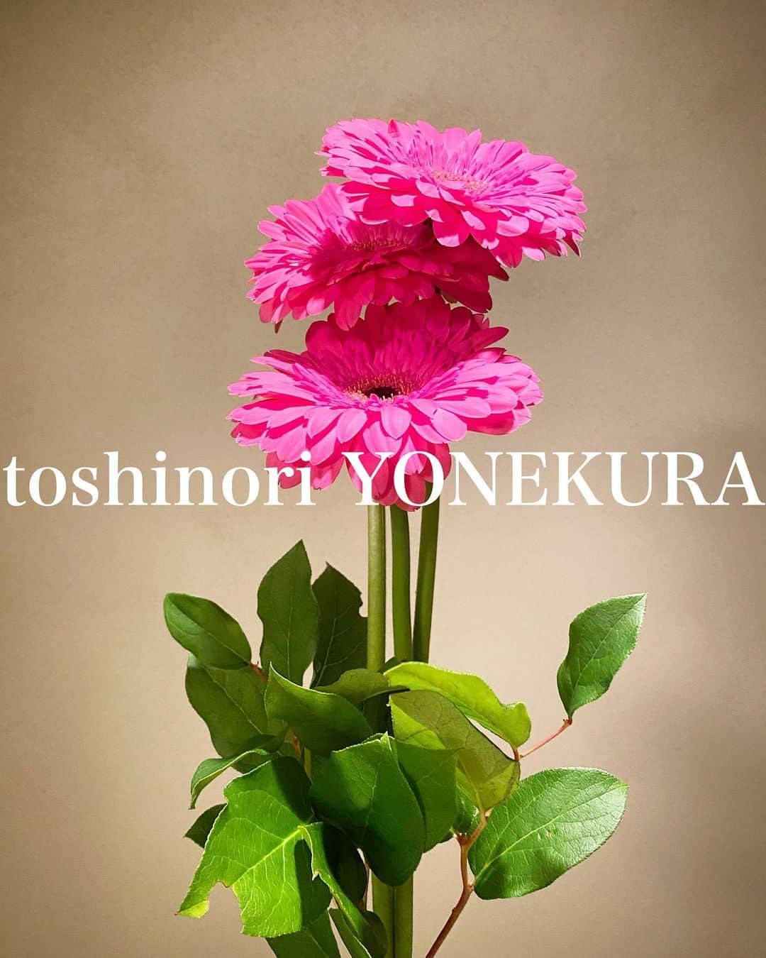 米倉利紀さんのインスタグラム写真 - (米倉利紀Instagram)「flower of this week: garbera #男花 #花のある生活 #ガーベラ」3月13日 21時17分 - toshi_yonekura