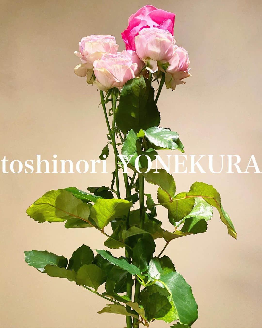 米倉利紀さんのインスタグラム写真 - (米倉利紀Instagram)「flowers of this week: rose pink lace/rose all for love #男花 #花のある生活 #薔薇 #ピンクレース #オールフォーラヴ」3月13日 21時20分 - toshi_yonekura