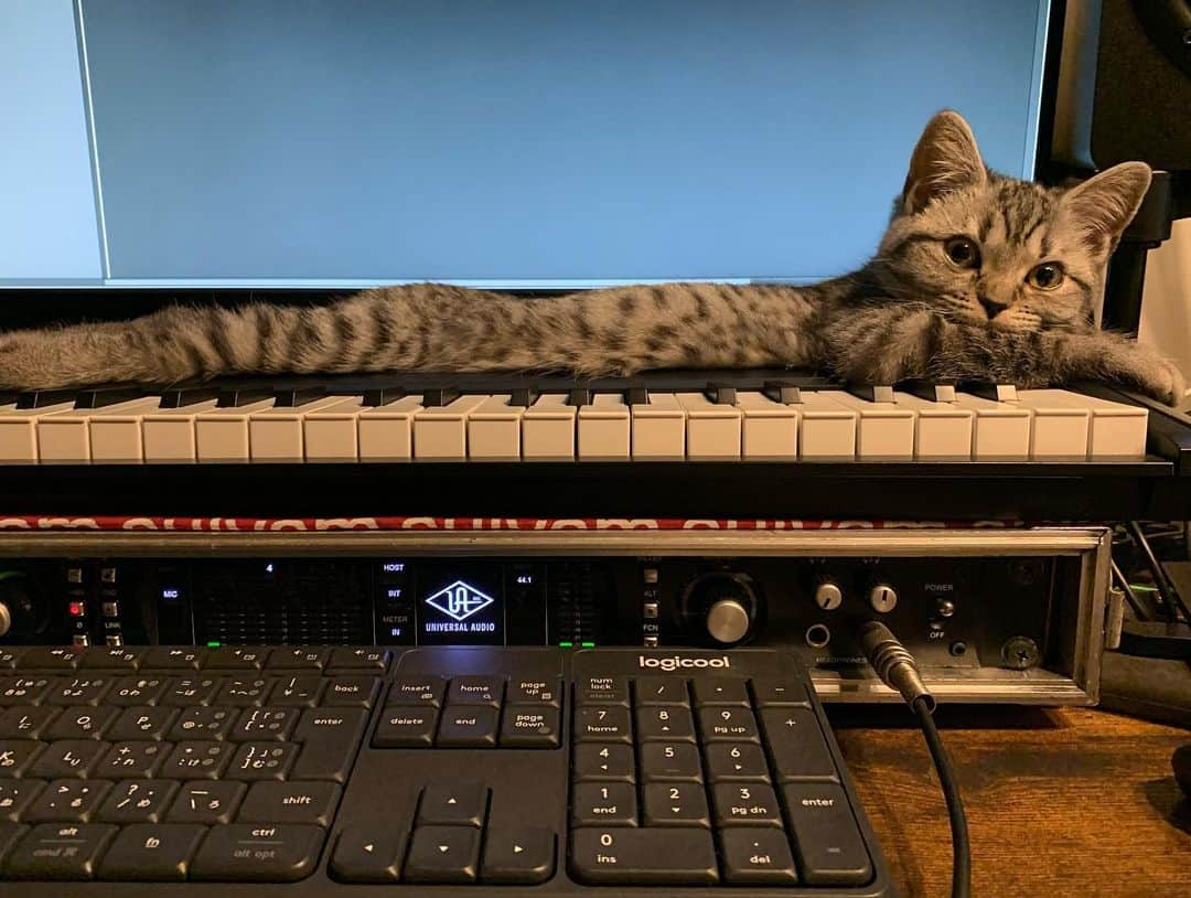 柳沢進太郎さんのインスタグラム写真 - (柳沢進太郎Instagram)「ビヨーン🐈🌎📸 #鍵盤 #どんだけ好きなの #ネムネムだったので #三枚目の姿勢で寝てました #なんて可愛さ #可愛いすぎる猫 #マンチカン #平和」3月13日 21時22分 - shintaro_yanagisawa