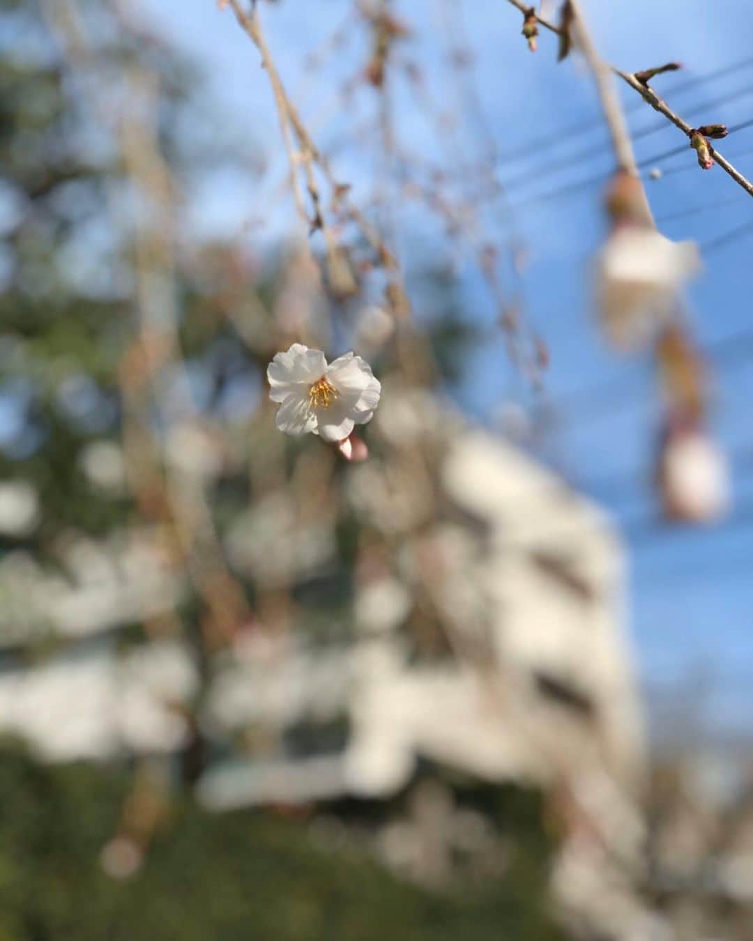 白石みきさんのインスタグラム写真 - (白石みきInstagram)「今日も暖かったですねー😍 表参道に用事があり、愛しのたけちゃん（ @yukali.1214 ）に会いに💕 肝心な写真は撮り忘れてしまいましたが、娘にも会わせる事が出来たし良かった良かった❤️ 帰りにタピオカのんで、ふと見上げたら桜が咲いてました🌸 春はもうすぐそこ✨ 引き続き免疫つけていきまっしょいっ🥺 ・ ・ #omotesando #散歩 #桜 #開花宣言ももうすぐ#タピオカ #やはり最強ボバラップ#抱っこ紐 #必ず寝る #即寝 #もう一色買おうかな #昼寝はボバラップで#夜は最近よく寝てくれる🥺#女の子ママ#女の子ベビー#お団子ヘアー #髪切りたい #でも娘と少しでも離れたくない🤣」3月13日 21時34分 - miki_shiraishi1115