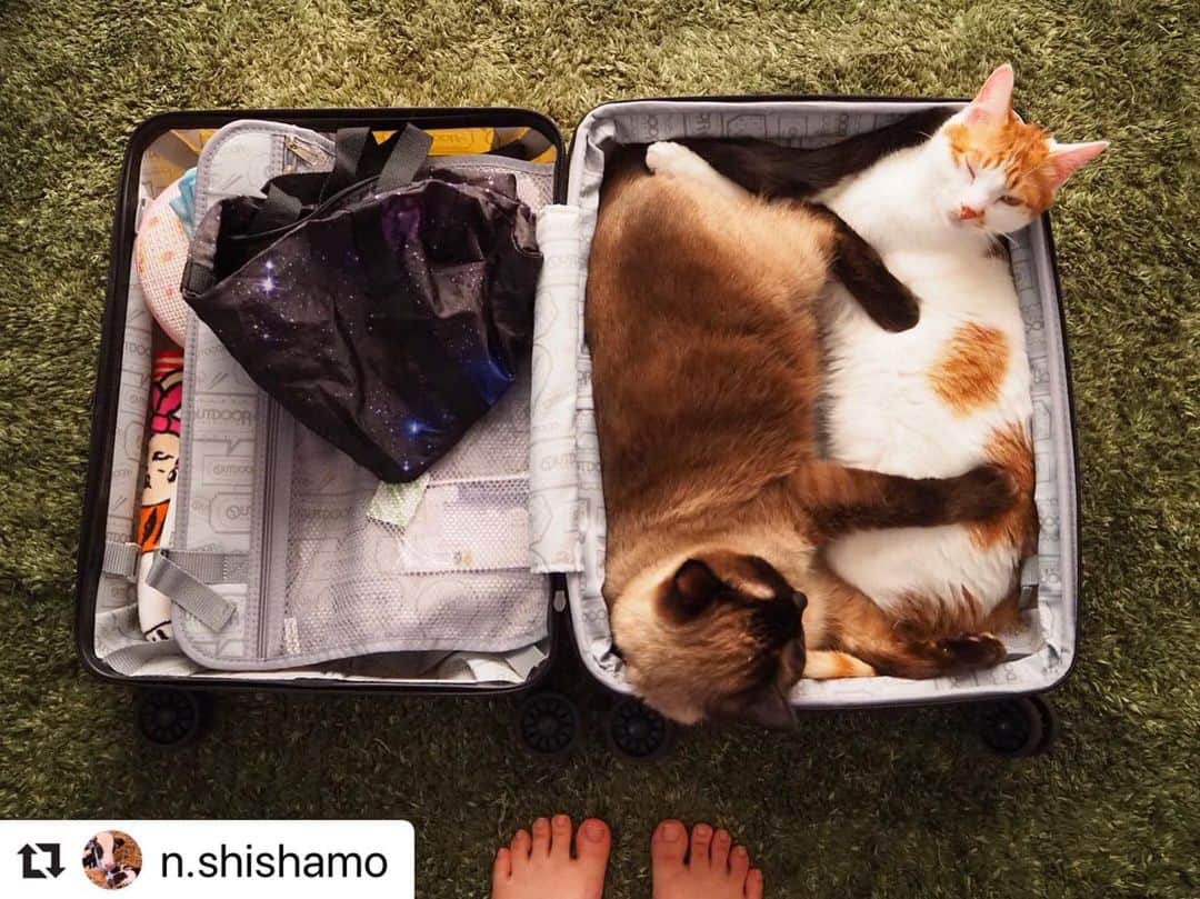 ねこさんのインスタグラム写真 - (ねこInstagram)「【#ねこは人を笑顔にする】❣️ おやおや🤣一緒に旅行に行きたいの？！😂🌟綺麗に収納されてるなぁ〜😂👏🏻⚡️そこは、帰りのお土産品スペースに取っておいたのにぃ〜😚😚しょうがない、連れてってやろう💕 @n.shishamo さん、かわゆいショットありがとー😍🌸和んだよー😀😃😄 #Repost @n.shishamo with @make_repost ・・・ え、一緒に行くの？笑 ちょっと目離したら綺麗に収納されてた ししゃもめっっちゃ気持ち良さそうに寝てる😪 このまま連れて行きたいわ😂💓 #スーツケース#ぴったり#フィット#ししゃも#爆睡#ジャック#ねこ#ねこのいる暮らし#にゃんすたぐらむ#にゃんだふるらいふ#かわいい#シャム猫#茶白#cats#cute#shishamo#jack#とりあえず大阪帰る#明日から楽しみ  #ねこは人を笑顔にする」3月13日 21時44分 - neko_magazine