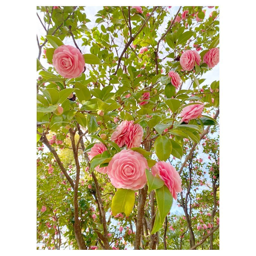 藤森香衣さんのインスタグラム写真 - (藤森香衣Instagram)「Spring has come 🌼 ・ 今日は とても暖かかったので、 日比谷公園でお散歩してきました。  もー、とても空気が良くて、可愛い花が 沢山咲いているし、最高！  こんなにゆっくり、日比谷公園をぐるりと 歩いた事は初めてで、 とても楽しかったし、マスク外せるし、 癒されたのでオススメです😊  #spring #springflowers #flower #hibiya #tokyo #日比谷公園 #お散歩 #花 #春 #春が来た #東京 #マスク外して深呼吸」3月13日 21時46分 - kaefujimori