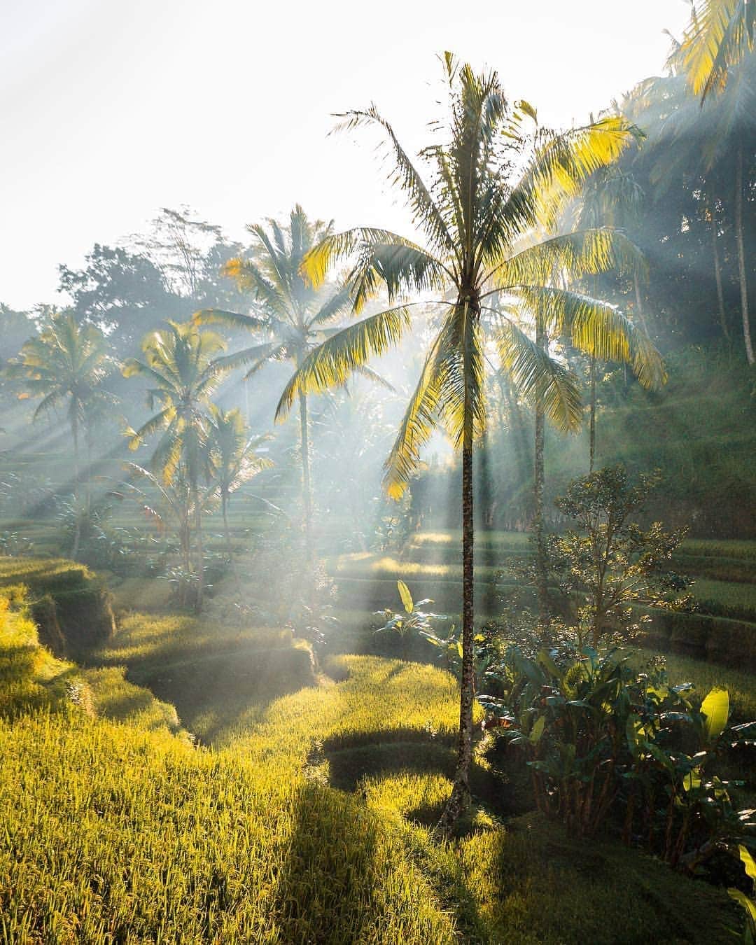 BEAUTIFUL DESTINATIONSさんのインスタグラム写真 - (BEAUTIFUL DESTINATIONSInstagram)「Beautiful morning light filtering through the trees in Bali ❤️✨ Tag someone you love to spread joy and positivity today! (📸: @conormccann 📍: Bali, Indonesia)」3月13日 22時09分 - beautifuldestinations