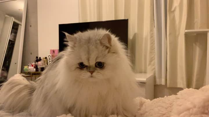 BeBeのインスタグラム：「ふみふみしながらゴロゴロゆってるのもかわいい😭💕もう天使かな😢😢　#bebe #cat #kitty #kittycat #meow #eyes #ilovecat #hubcats #catsofinstagram #kittensofinstagram #petsofinstagram #persiancat #猫　#ねこ　#kawaii #CATLIFE」