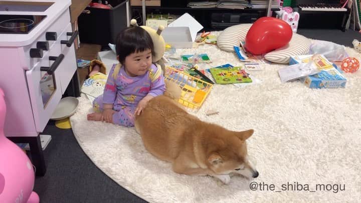Moguのインスタグラム：「. 肘掛ではないなの。 #子分らしからぬ貫禄 . @the_shiba_mogu  #柴犬 #shibainu #shiba#赤柴 #redshiba#犬 #dog#しばいぬ#nannydog#犬と子供#子供と犬#柴犬と子供#柴#赤ちゃんと犬#犬と赤ちゃん#柴犬と赤ちゃん#赤ちゃんと柴犬#柴犬のいる暮らし#子守犬」