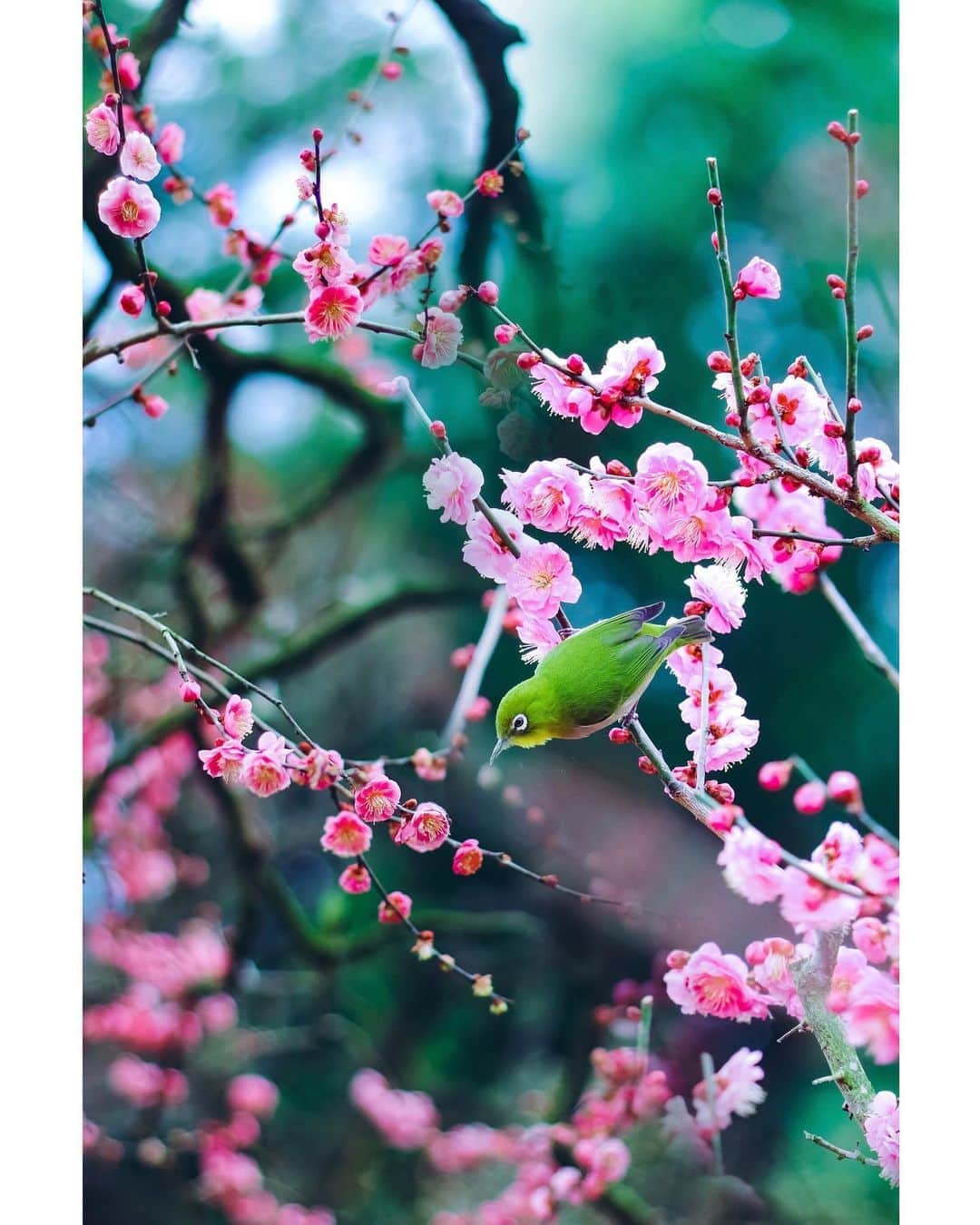 メグのん♡ A k i k oのインスタグラム：「♡Spring is in the air . . . 心踊る春。 。。の、はずが、 今年は自粛、自粛で 静かな春の訪れ。 . 静かな分、 いつも聞こえない音が聞こえたり。 時間を忘れて集中できたり。 楽しい発見もあります。 . 悪いことばかりではないです♩ . . . ♡」