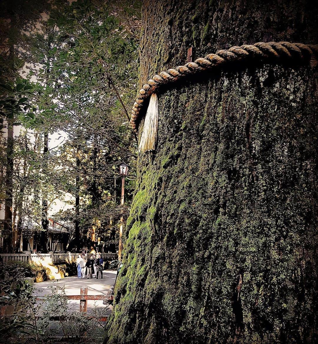 三原康可さんのインスタグラム写真 - (三原康可Instagram)「Sacred tree  #箱根神社 #japan」3月13日 23時29分 - mihara.yasunori