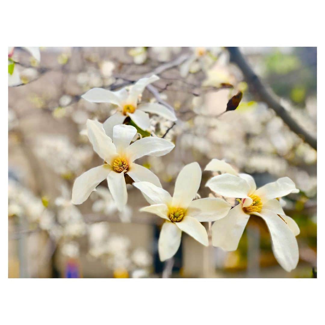 川村優希のインスタグラム：「通り路に見かけた、春を告げるこぶしの花✨ お花の写メ撮るのが楽しい季節になってきました🌺 . . #こぶし #辛夷の花 #magnolia」