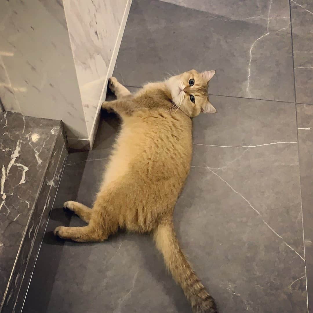 BAOZIのインスタグラム：「🍮is so cute hhhhhhhhhh」
