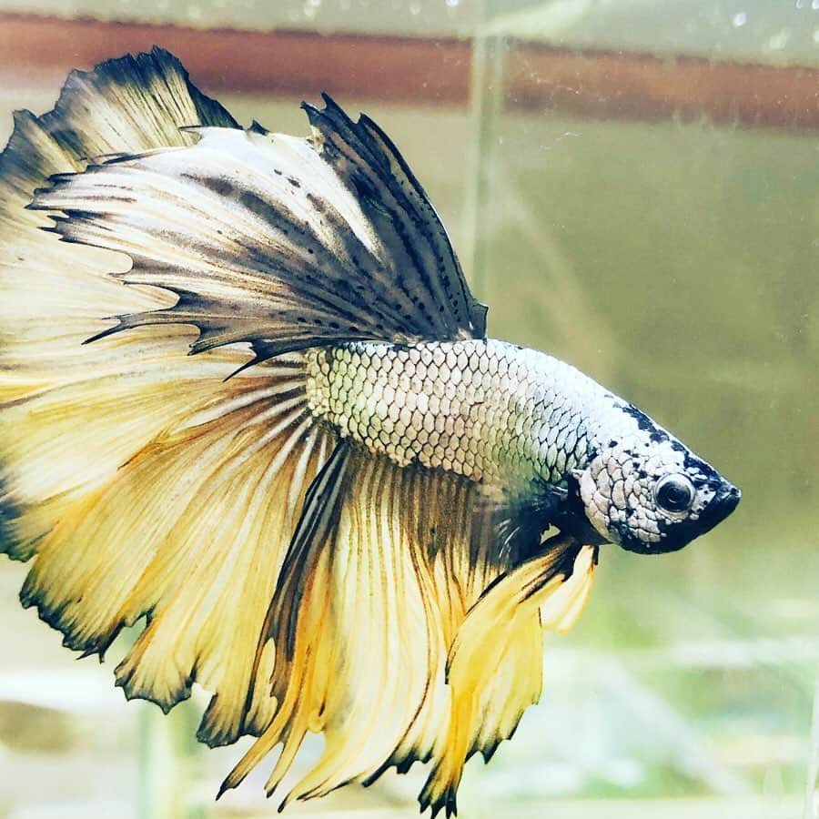 鳥越佳那さんのインスタグラム写真 - (鳥越佳那Instagram)「. 美しい熱帯魚. 🐠🐠ベタ🐠🐠 (別名=闘魚💨) . . 水槽越しに ...