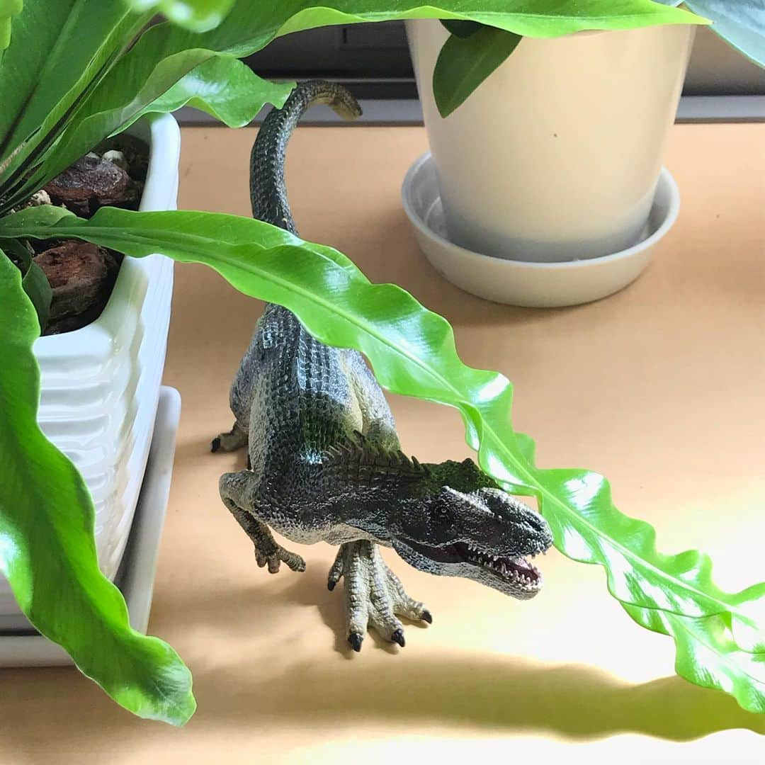 藤谷壮仁郎さんのインスタグラム写真 - (藤谷壮仁郎Instagram)「「アロサウルス」Allosaurus ・PAPO（パポ社 フランス）の恐竜フィギュアシリーズ（ティラノサウルス・レックス　サイズ：245×60×105mm ） ・PAPOの最大の特徴は、1品1品ハンドペイント（手描き）による着色で制作されている。（口が開閉する） ・アロサウルス(Allosaurus)は『異なるトカゲ』という意味。中生代ジュラ紀後期に生息していたとされる大型肉食獣脚類で、体長8.5m体重2トンという説が多い。 ・ ・ ・ #自然#パポ社#恐竜#恐竜フィギュア#肉食恐竜#白亜紀#ティラノサウルス#ティラノサウルス・レックス#T-レックス#アロサウルス#超リアル #papo#dinosaur#tyrannosaurus#allosaurus」3月13日 23時49分 - soujirou_art