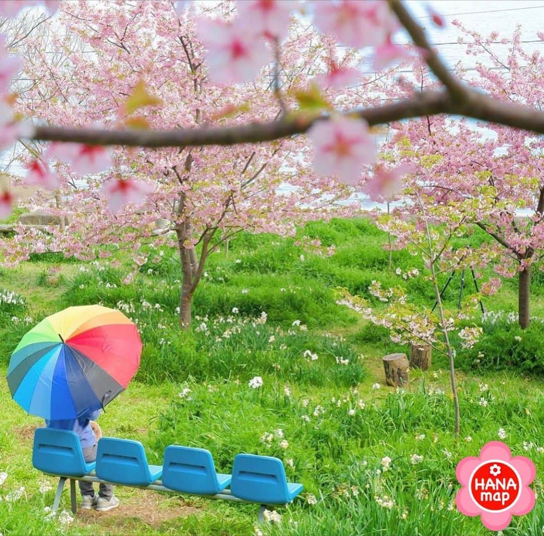 はなまっぷ❁日本の花風景さんのインスタグラム写真 - (はなまっぷ❁日本の花風景Instagram)「🌸はなまっぷ🌸 * @asumika_2 さんの  花のある風景に花まるを💮 * 水仙の香りとともに河津桜も楽しめる素敵なベンチをありがとうございます😊🌸 * 広島　#やぶ椿と水仙の里 Fukuyama, Hiroshima Pref. * 🌼スイセンの花言葉📝🌼 神秘、自己愛 * 見頃を過ぎている場所もご紹介しています。お出かけの際はHP等で最新の情報をご確認くださいね🙏🌸 * 🌸•••🌸•••🌸•••🌸•••🌸•••🌸 * いつも素敵なお花をありがとうございます😊 日本の花のある風景にタグ付けしてください🌸 お花があれば何でもOKです💓 * #はなまっぷ * #日本の美しい花風景#花のある風景#花#花言葉#風景#河津桜#水仙#カワヅザクラ#スイセン」3月14日 0時02分 - hanamap
