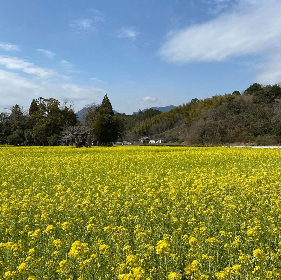 小山田大さんのインスタグラム写真 - (小山田大Instagram)「Beautiful Japanese scenery.  行縢山に行く途中にある神社。 この季節好きだなあ。」3月14日 0時34分 - dai_koyamada