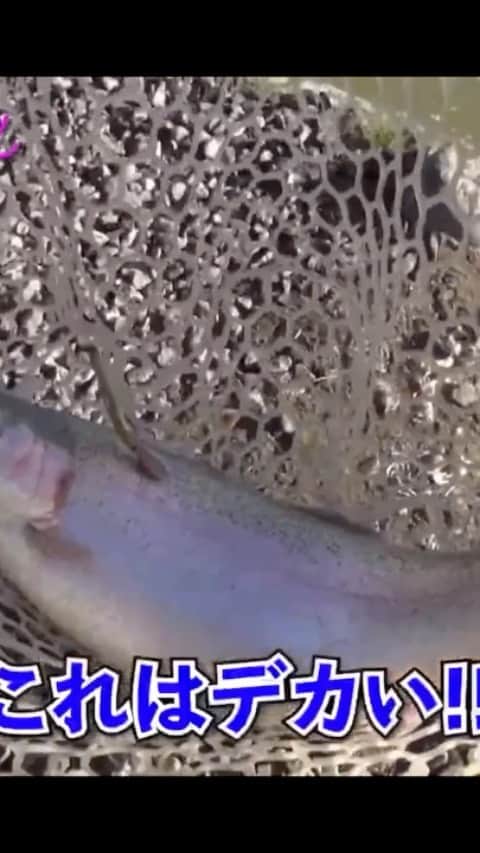 のインスタグラム：「ズブの素人が色んな魚を釣っていく 筋書きのないドラマ  YouTube【革命釣りガール】  #秋川湖  #fishup秋川湖  #管理釣り場  #かんつり #マッスルアングラー  #トラウト  #troutfishing  #hideup  #varivas」
