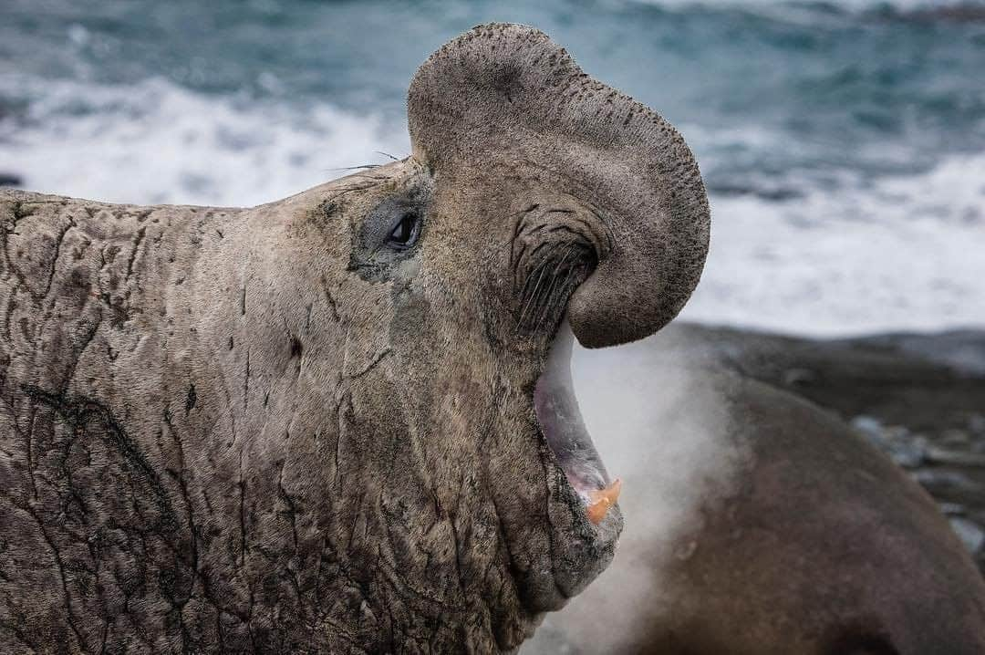 National Geographic Travelさんのインスタグラム写真 - (National Geographic TravelInstagram)「Photo by @PaulNicklen | My dream is to help everyone fall in love with Antarctica in the same way I have fallen in love. The best way I know how to do that is through photography. Nature in Antarctica is raw, powerful, and humbling. It feeds my soul, senses, and camera more than any other place on Earth.  The journey to the continent of ice is not for everyone. If you have the spirit of an adventurer and the will, I absolutely recommend it. It would be a lie to say that the road to Antarctica is easy, but traveling seldom is. Visiting Antarctica is a life-changing experience and, in the wake of the climate crisis, we are losing a lot more than just ice here. I want to do everything I can to change the future of our polar regions.  Follow me @PaulNicklen to learn why Antarctica needs more marine protected areas and how you can join my team at @SeaLegacy to help make sure this becomes a reality. #MPA #ExtinctionEndsHere #Antarctica #WildlifePhotography #Nature」3月14日 1時06分 - natgeotravel