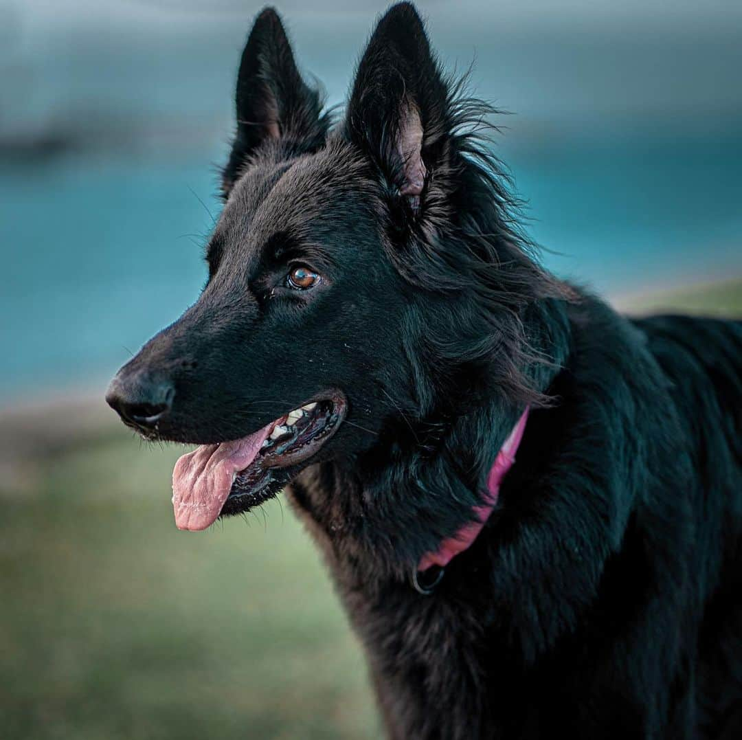 ジョッシュ・マレーさんのインスタグラム写真 - (ジョッシュ・マレーInstagram)「German Shepherd or Wolf?  Turning 1 on St. Patrick’s Day, my baby’s growing up. 🐺 Soon I’ll be 💩 with her in the yard and wiping with 🍃 bc all y’all are hoarding all the TP in the country 😤 #wolf #germanshepherd #coronavirus #toiletpaperrunningout」3月14日 1時31分 - joshmurray11