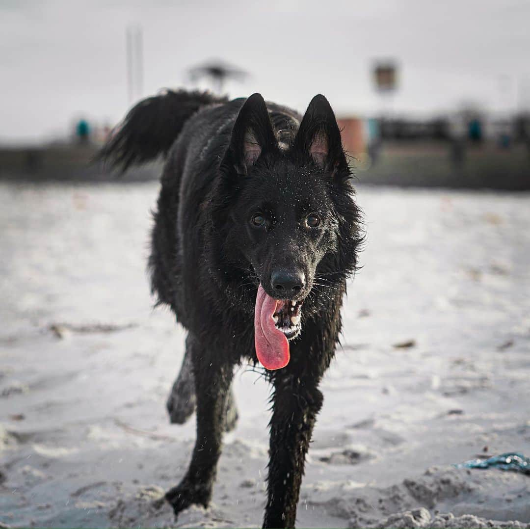 ジョッシュ・マレーさんのインスタグラム写真 - (ジョッシュ・マレーInstagram)「German Shepherd or Wolf?  Turning 1 on St. Patrick’s Day, my baby’s growing up. 🐺 Soon I’ll be 💩 with her in the yard and wiping with 🍃 bc all y’all are hoarding all the TP in the country 😤 #wolf #germanshepherd #coronavirus #toiletpaperrunningout」3月14日 1時31分 - joshmurray11