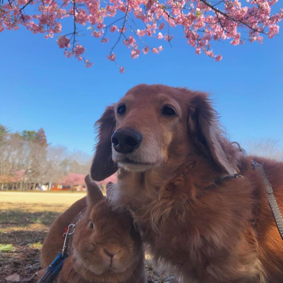 Chieko Shibutaさんのインスタグラム写真 - (Chieko ShibutaInstagram)「たろー🐶&うじゃこ🐰地方☀️ 朝から晴天 ポカポカ　さんぽ🌸 春ですね〜🌸🌸 季節のサラダ🥗バー探検💨 今日は何かなぁ〜🍴🐰✨ 💕✨🐶🍀🐰✨💕 💕 #わんこの散歩 #dachshund #dachshunds #dachshundlove #dog #dogs #doglove #instadog #instagram #instagood #pet #pets #petsagram #cute #cutepe #cutepet #cutedog #cuteanimals #likes #smile #rabbit #ラビット #ミニュチュア #ミニュチュアダックス  #ミニュチュアダックスフント #うさぎ部 #うさぎ #ダックス #ダックスフンドロングヘアー#犬とうさぎ」3月14日 1時57分 - chieko.81