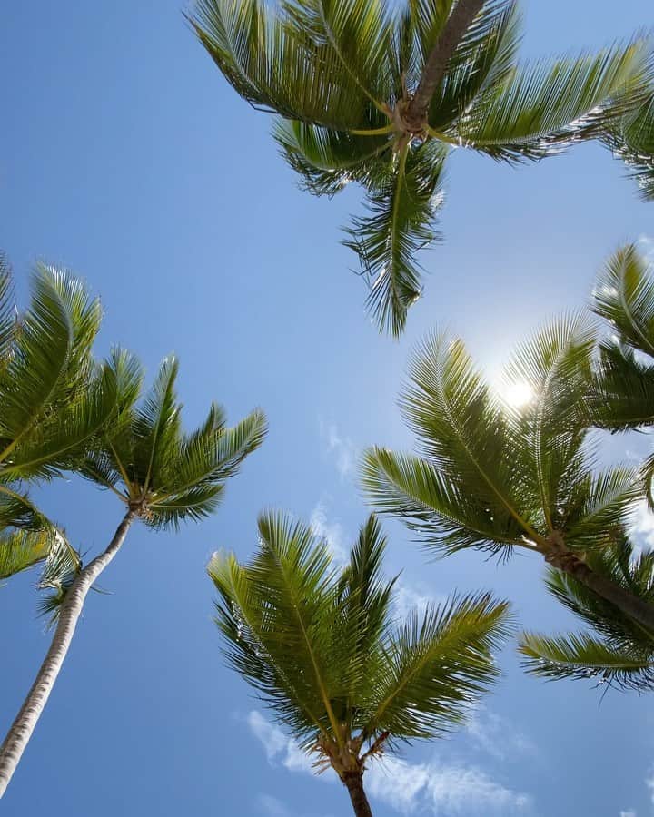 ニキータ・ボチュコフのインスタグラム：「Всем солнца, мира и пальм над головой 🌴#dominicanrepublic」