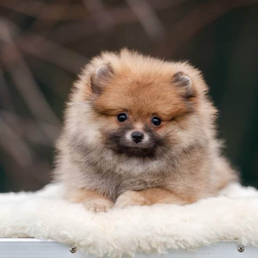 Puppy For Sale.さんのインスタグラム写真 - (Puppy For Sale.Instagram)「Рыжулька - красотулька 😍 Возраст 3,5 мес. Полностью привита ⠀ Замечательная кроха. Будет очень маленькой😊👍」3月14日 3時05分 - artsimpatiya