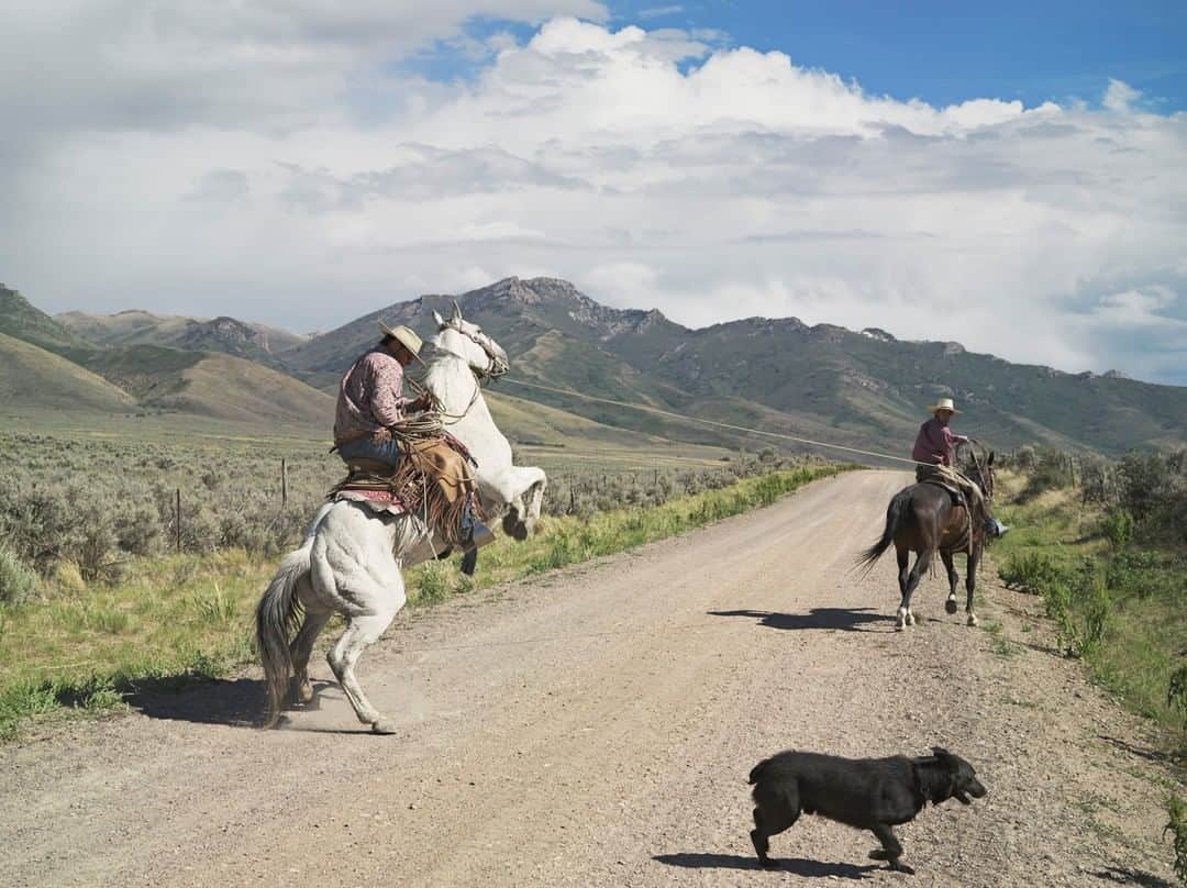 のインスタグラム：「Photo by @lucasfogliaphoto | Many modern ranchers use all-terrain vehicles, airplanes, or helicopters to round up their livestock. Horses have become outdated. The 71 Ranch in Deeth, Nevada, consists of 38,000 acres of semiarid farmland, where cowboys still herd cattle on horseback. Here, Casey Higgins trains his horse to avoid rearing when a cow (or in this case, another horse) pulls back on the rope.」