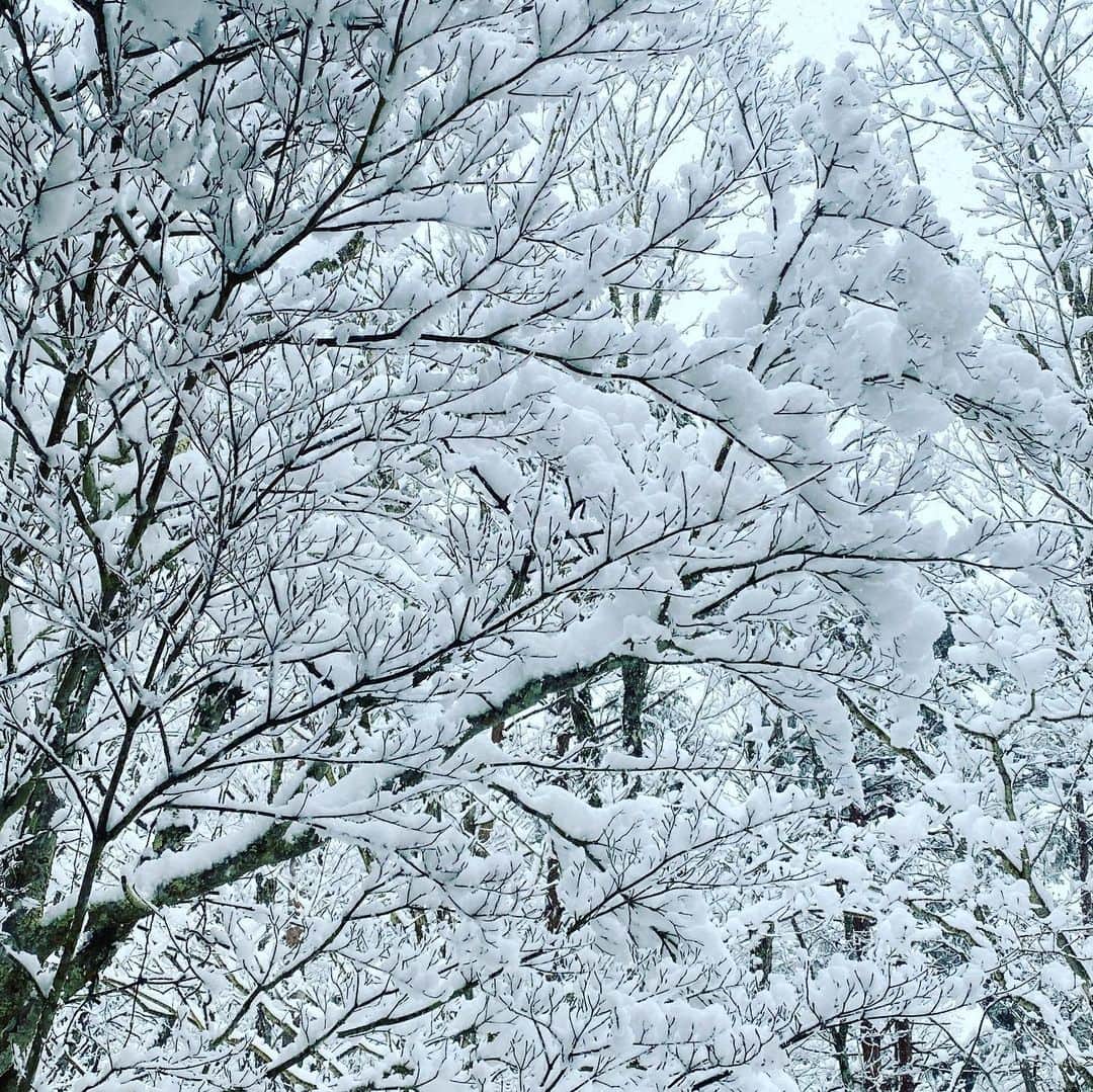岡田美里さんのインスタグラム写真 - (岡田美里Instagram)「大雪です⛄️ほんとにホワイトDAY💦 #大雪#heavysnow#ホワイトデー#whiteday」3月14日 13時37分 - millieokada