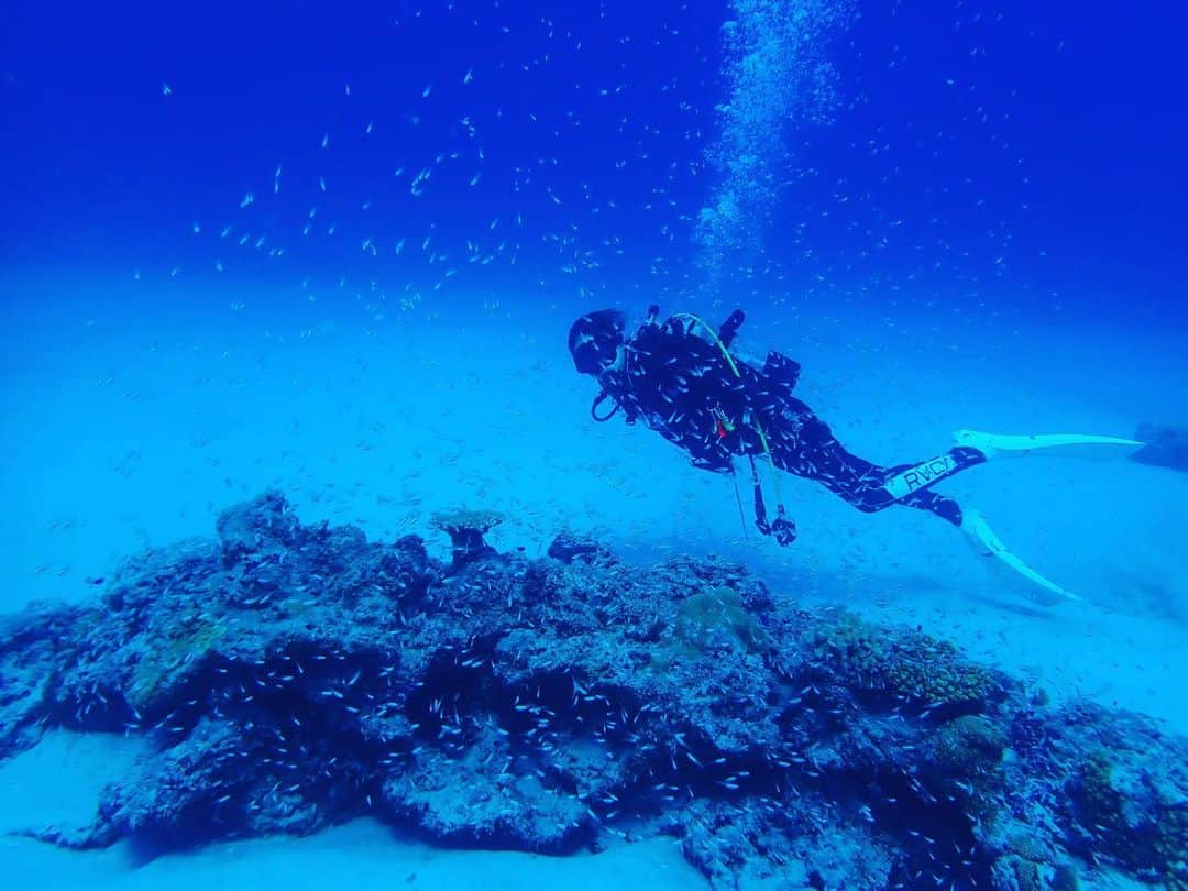 彩海のインスタグラム：「. . 今回の沖縄旅行ではダイビングしないけど、 前回の慶良間諸島ダイビング写真🤿 . . 泳げないけどライセンス取得🐬🐠 . . 見たことのない世界は なんでも見たくなってしまう🐡 なんでも挑戦したくなってしまう。 海中すき。 . . . . #ダイビング#沖縄#沖縄旅行#慶良間諸島#慶良間諸島ダイビング #慶良間ブルー #慶良間ダイビング #慶良間#亀🐢#ダイビング女子 #泳げないですけど  #過去写真」
