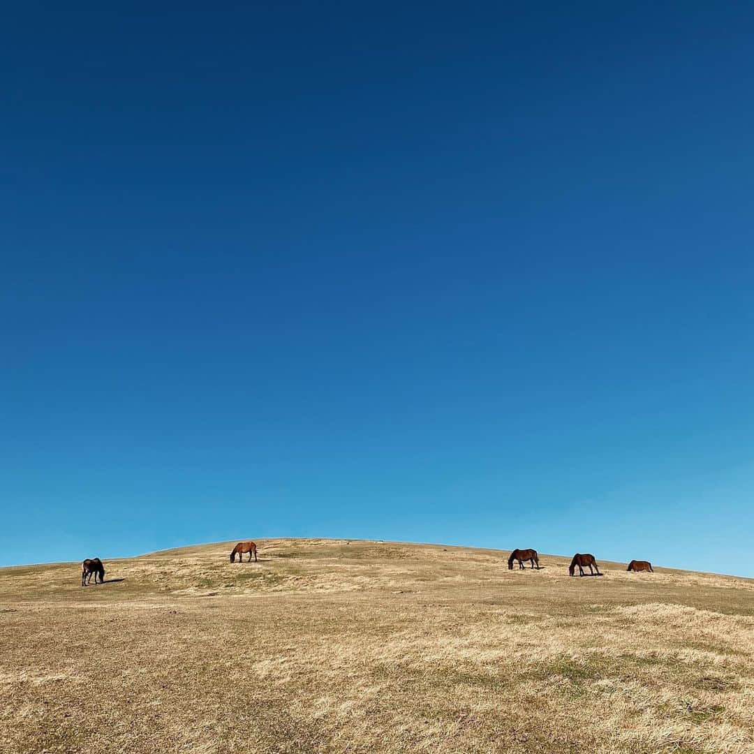 Tamakiさんのインスタグラム写真 - (TamakiInstagram)「野生の馬が普通にその辺にいる岬 ここから見る夕陽最高だと思う #宮崎 #都井岬」3月14日 13時34分 - n_tamaki