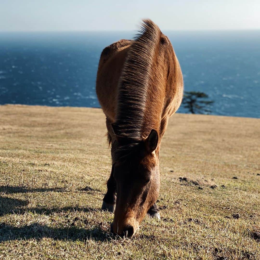 Tamakiのインスタグラム：「野生の馬が普通にその辺にいる岬 ここから見る夕陽最高だと思う #宮崎 #都井岬」