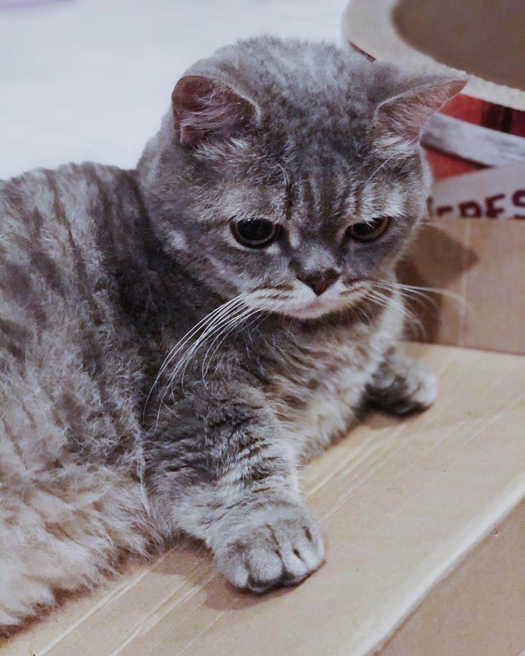Pancakeのインスタグラム：「my favorite chubby nugget paw ❤️🍗 #catsofinstagram #cats_of_instagram #munchkincat #sgpets #ねこ #まんちかん #まんちかん短足」