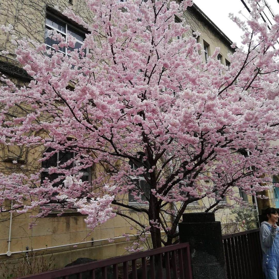 斎藤ノブさんのインスタグラム写真 - (斎藤ノブInstagram)「#我が母校 #京都成徳中学校 #同級生からの知らせ #懐かしい」3月14日 14時10分 - nobu.saito