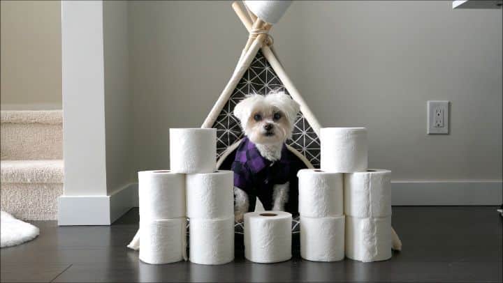 Toby LittleDudeのインスタグラム：「Toilet paper panic is real.」