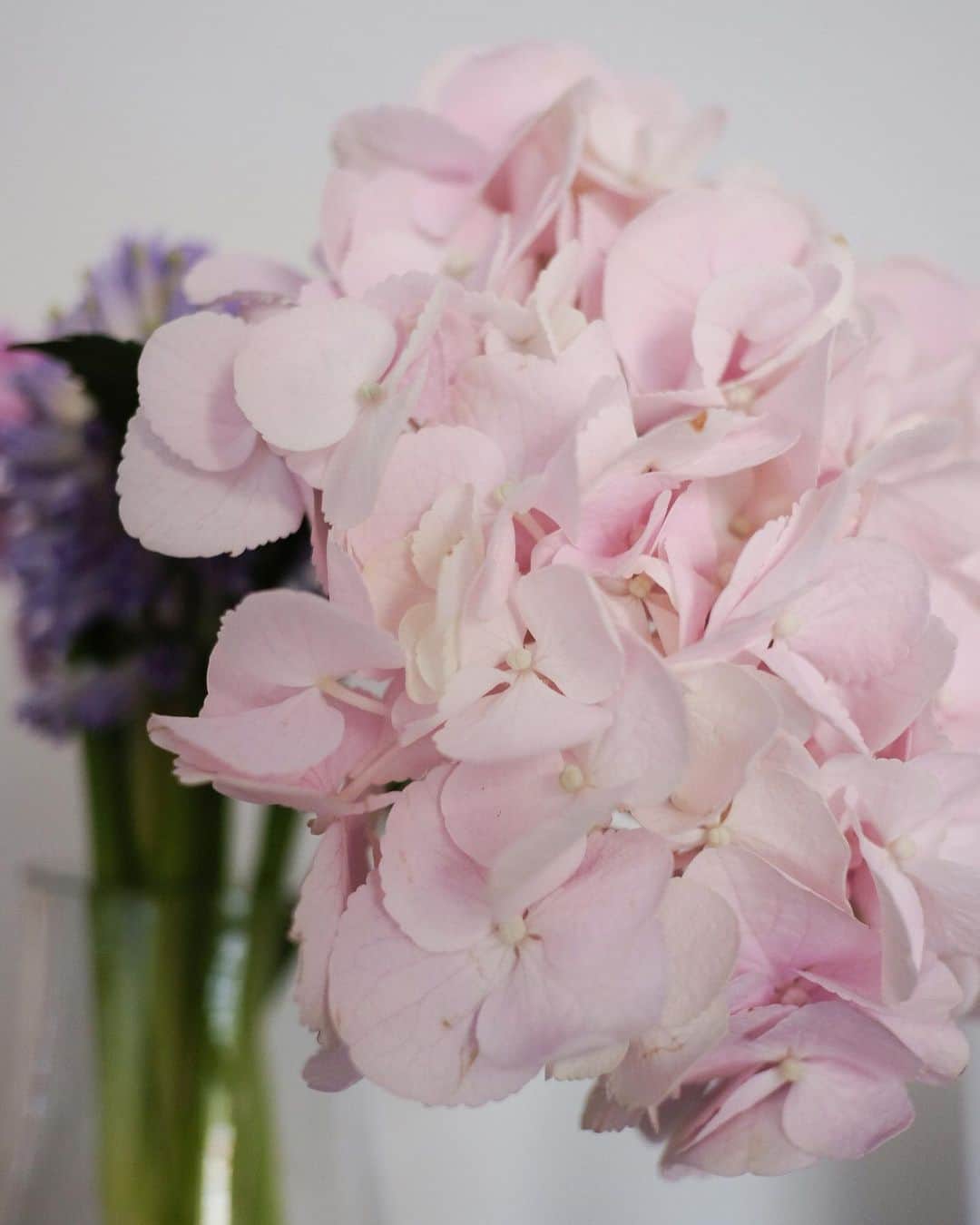 米田有希さんのインスタグラム写真 - (米田有希Instagram)「近所にすごーくセンスの良いお花屋さんができた✨ 昨日前を通ったら、ガラス越しになんともかわいい薄ピンクのあじさいが！ そして吸い寄せられて「これください〜😍」 帰り道、かわいくてかわいくて、心が踊った✨ 一緒に買った大好きなお花ヒヤシンスの香りも癒される🥰」3月14日 6時20分 - akiyoneda