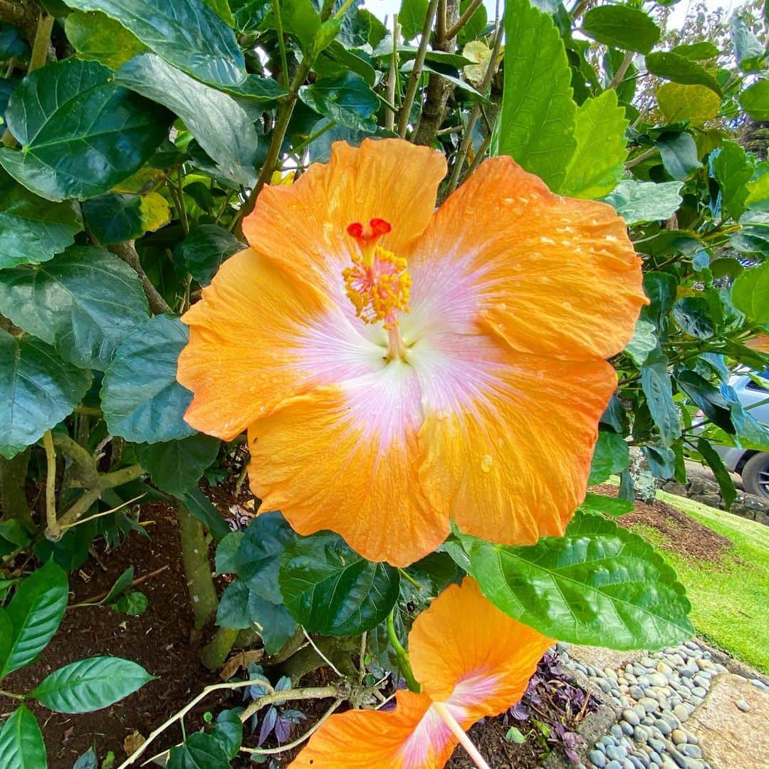 マキ・コニクソンさんのインスタグラム写真 - (マキ・コニクソンInstagram)「Happy Aloha Friday!!🤙🏼 珍しいオレンジとピンク”Two Tone”のハイビスカスを見つけましたー！南国の花って何でこんなに可愛いんだろ！元気が出るね！ 私もこのオレンジハイビちゃんみたいに元気にポジティブに頑張ろっと！💪🏼 お互いコロナに負けず”やるっきゃない”精神で突っ走ろう！💨💨 #ハワイのおすそ分け🤙🏼 #ハイビスカス🌺 #癒しの花」3月14日 7時30分 - makikonikson