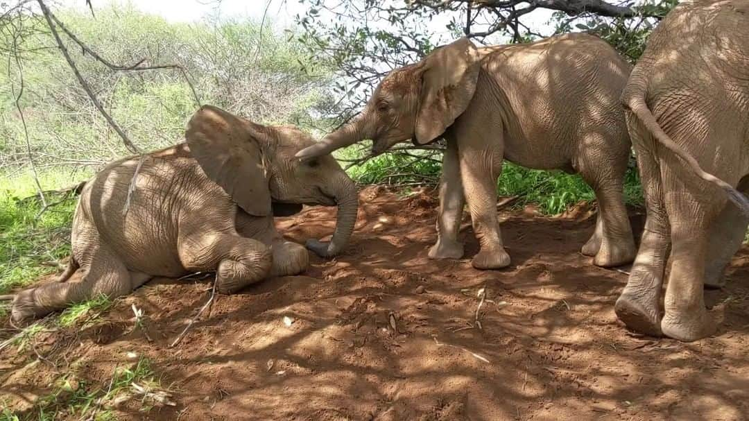 ナショナルジオグラフィックのインスタグラム