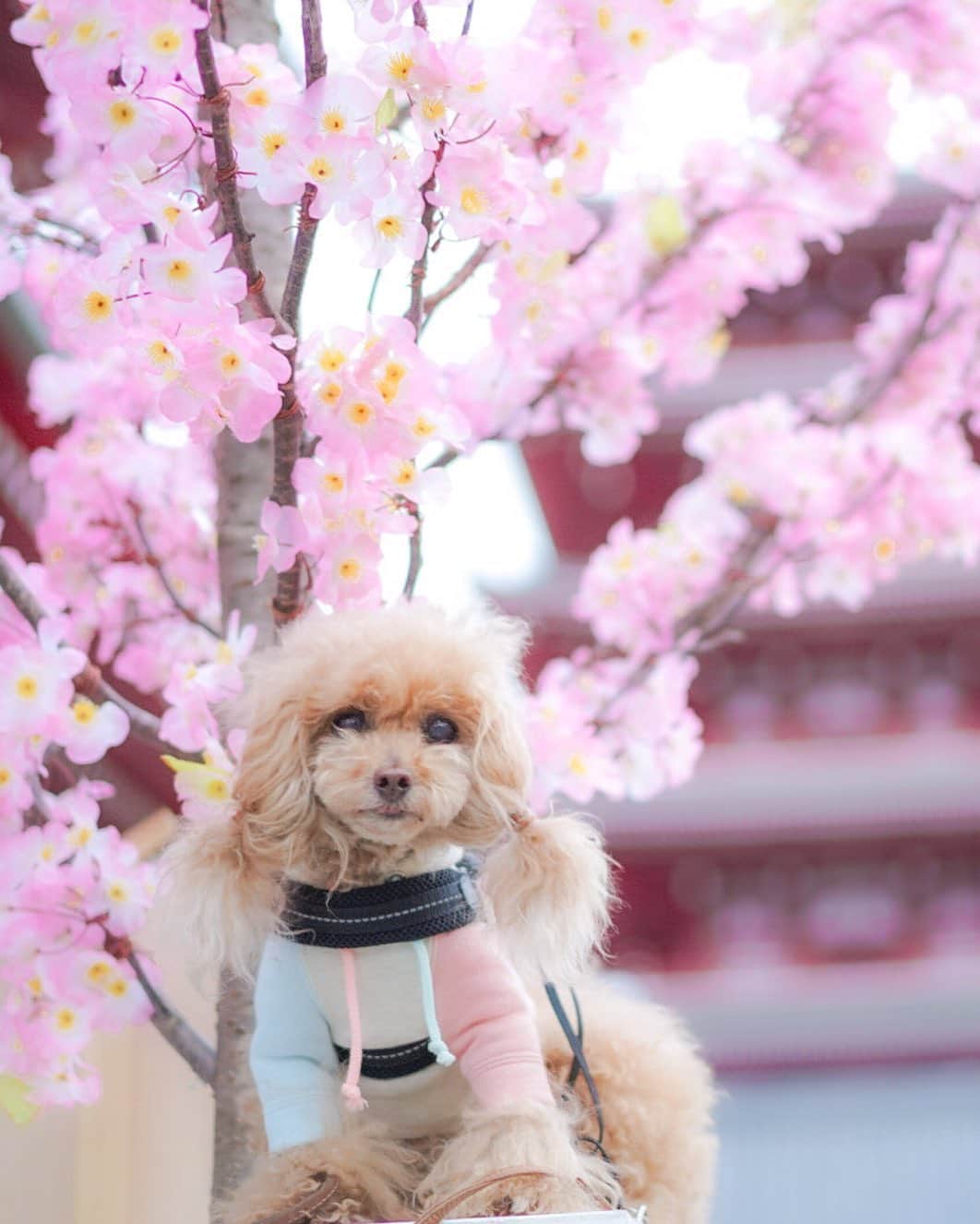 Toypoodle Mikuru?Asakusa Tokyoのインスタグラム：「20200314 Saturday. Good morning! Friends 💓 . 浅草寺も桜🌸が満開に😄 毎年恒例の1本10万円の桜ですよー 造花ですが😆 . トリミング前でボッサーバッサーのみきゅるん🥺 アップは避けてましたが... まぁいいか😅 . お天気悪めですが良い週末をお過ごしください😊 . #浅草寺 #偽桜 #10万円 #ツインテール」