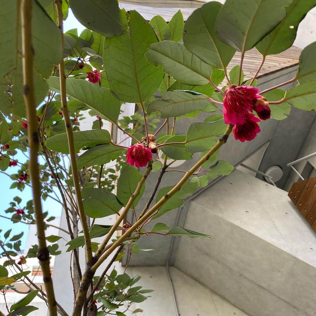水木一郎さんのインスタグラム写真 - (水木一郎Instagram)「ランチの帰り道でふと見つけたこの可憐な花。 何という花だろう？と書いたらみなさんからロドレイアと教えていただきました。ありがとうございました😊 #赤い花  #ロドレイア  #可愛い #水木一郎」3月14日 8時44分 - ichiromizuki