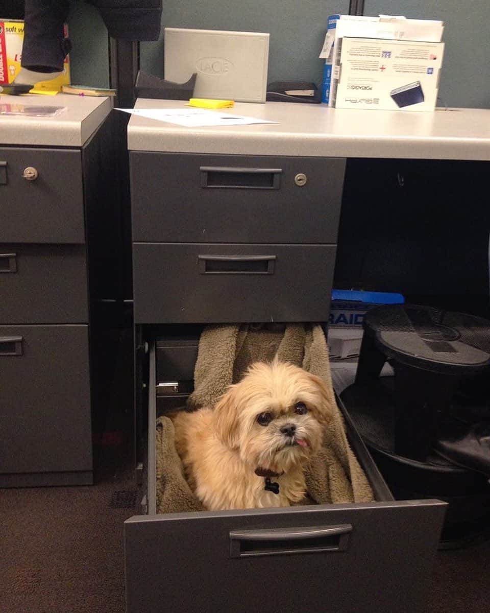 Marnie The Dogのインスタグラム：「Self-quarantining with my hard drive of marnie pics. Here’s one from 2013 when Marnie refused to be left alone during the workday and i worked at an office that didn’t allow dogs. This was not my preference, she made me do it. Eventually got caught after a few times but we had a good run.」