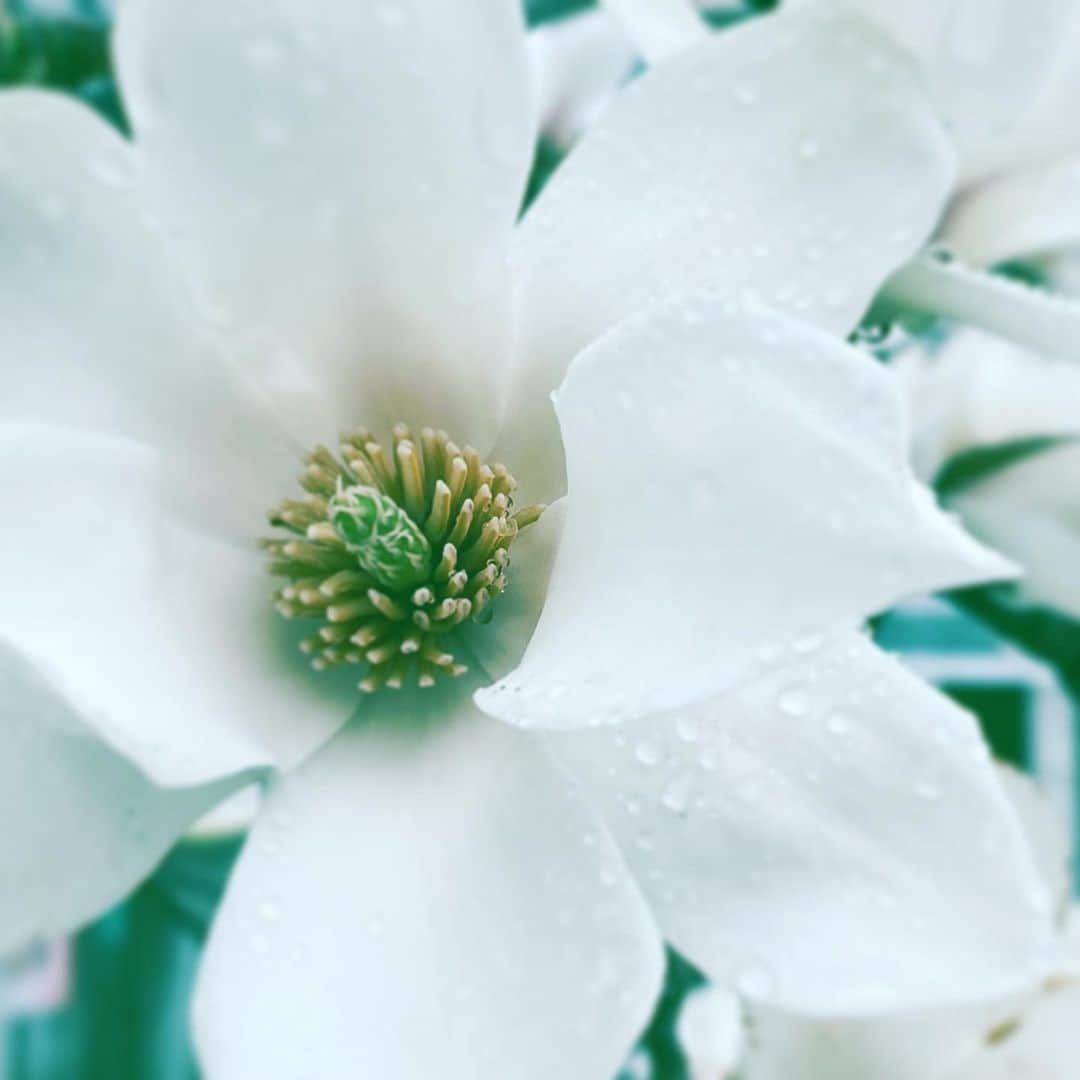 中野敬久さんのインスタグラム写真 - (中野敬久Instagram)「#rain #white #flower #flowersoflife #soaked」3月14日 9時16分 - hirohisanakano